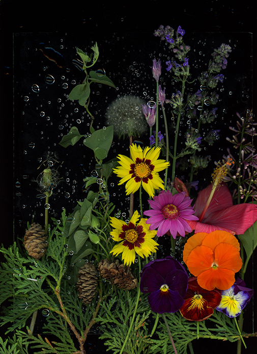 Bright, vividly colored flowers on a black backdrop, with small bubbles interspersed throughout, describe this fine arts photograph by Haley Nelson, an M State graduate and feature artist in a fall 2025 exhibit at the Waage Gallery