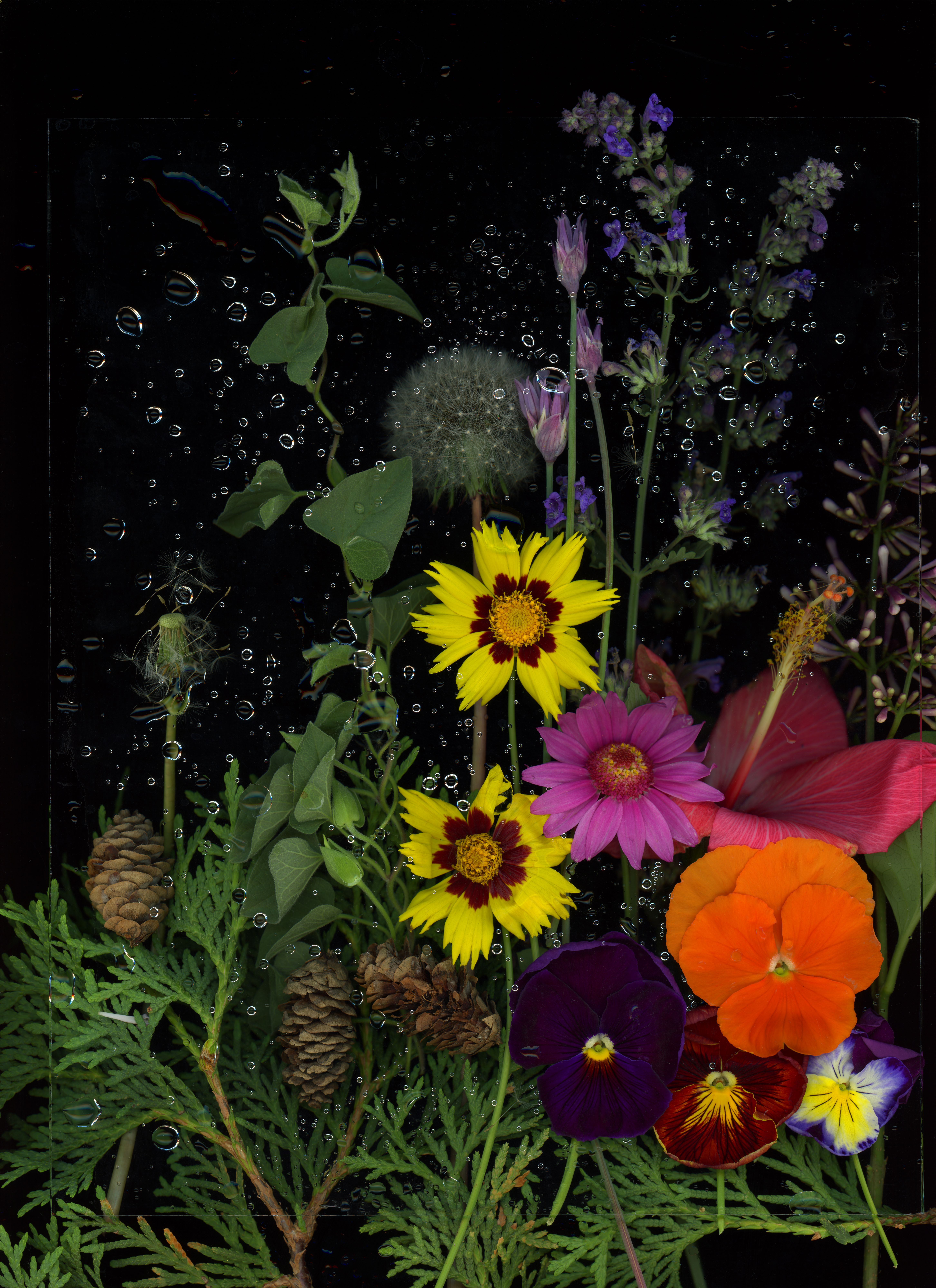 Bright, vividly colored flowers on a black backdrop, with small bubbles interspersed throughout, describe this fine arts photograph by Haley Nelson, an M State graduate and feature artist in a fall 2025 exhibit at the Waage Gallery