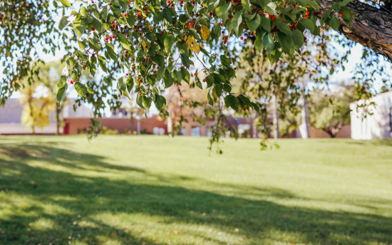 blossoms on a tree outside M State-Fergus Falls