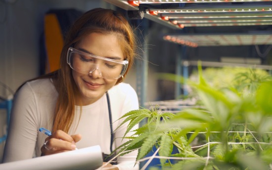 Photo from Green Flower of a student studying a cannabis plant