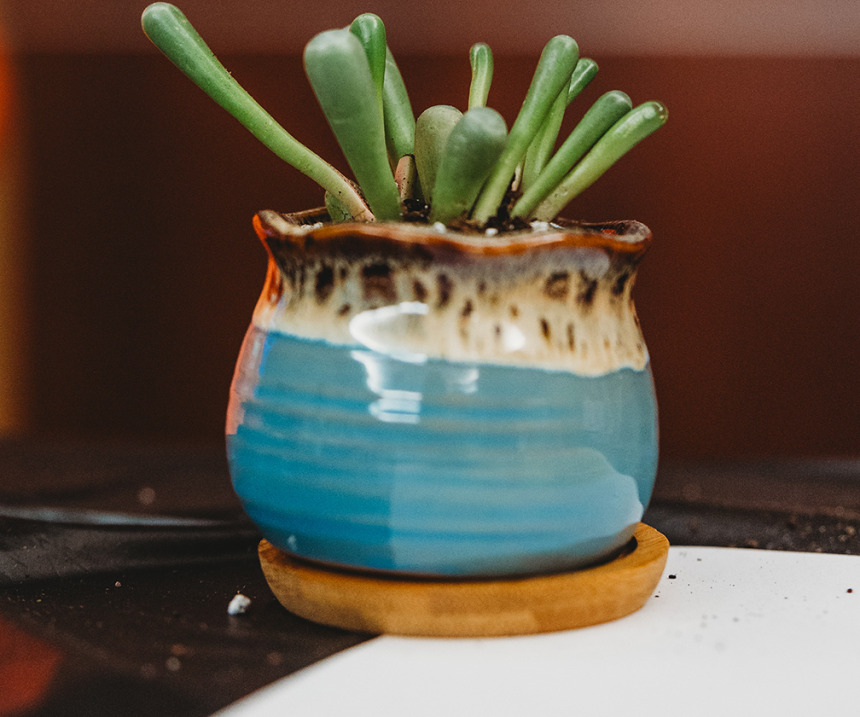 Plant in a pot