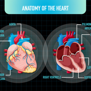 heart chart